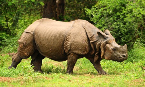 Kaziranga National Park – Home of the Great One-Horned Rhinoceros